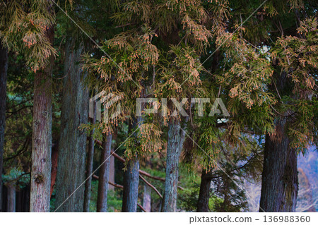 Cedar pollen arrives Cedar pollen arrives 136988360