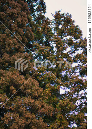 Cedar pollen arrives Cedar pollen arrives 136988364