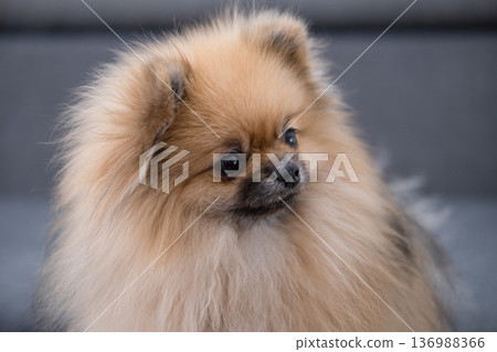 The Pameranian Spitz sits on the floor 136988366