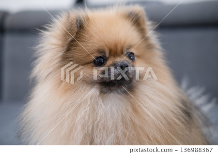 The Pameranian Spitz sits on the floor 136988367