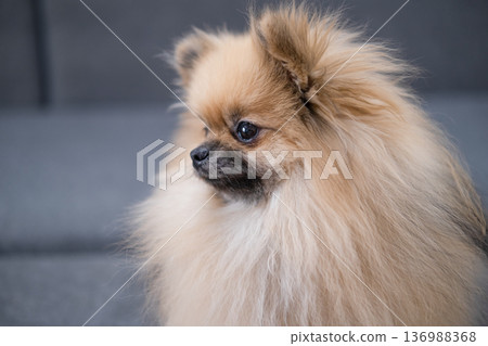 The Pameranian Spitz sits on the floor 136988368