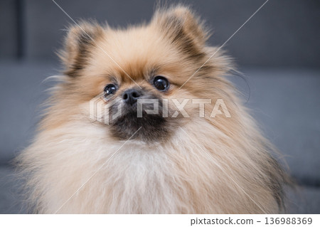 The Pameranian Spitz sits on the floor 136988369