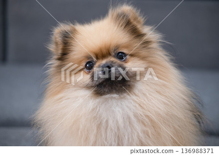 The Pameranian Spitz sits on the floor 136988371