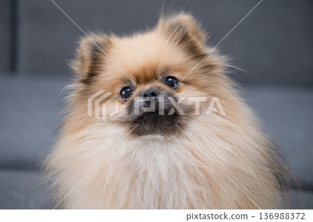 The Pameranian Spitz sits on the floor 136988372
