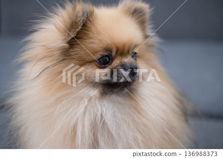 The Pameranian Spitz sits on the floor The Pameranian Spitz sits on the floor 136988373