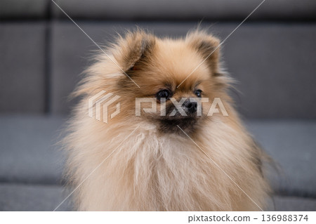The Pameranian Spitz sits on the floor 136988374