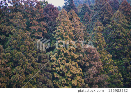 Cedar pollen arrives Cedar pollen arrives 136988382