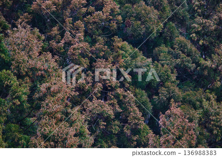 雪松花粉來了 雪松花粉來了 136988383