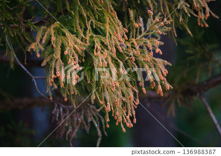 Cedar pollen arrives 136988387