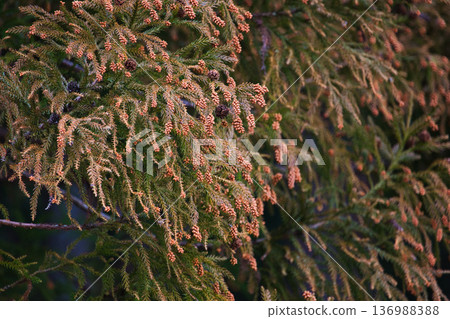 Cedar pollen arrives 136988388