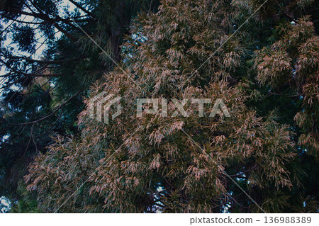 Cedar pollen arrives Cedar pollen arrives 136988389