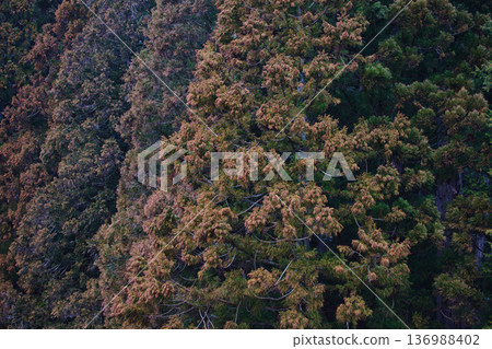 Cedar pollen arrives Cedar pollen arrives 136988402