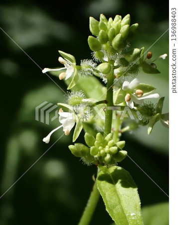 Mistletoe Mistletoe 136988403