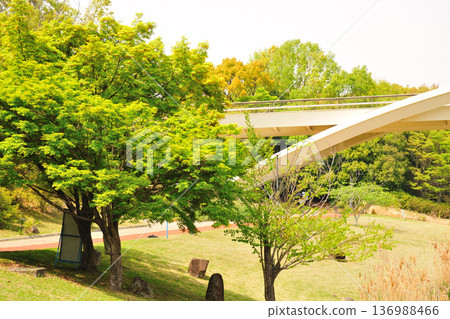 Fresh greenery in Aichi Health Forest Park 136988466