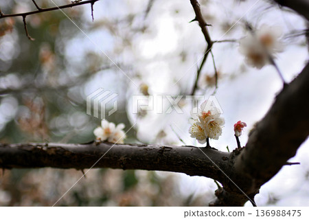 Inokashira Park Red and White Plum Blossoms Early Spring Inokashira Park Red and White Plum Blossoms Early Spring 136988475