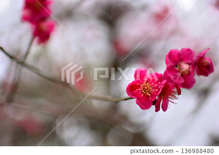 井之頭公園紅白梅花早春 136988480