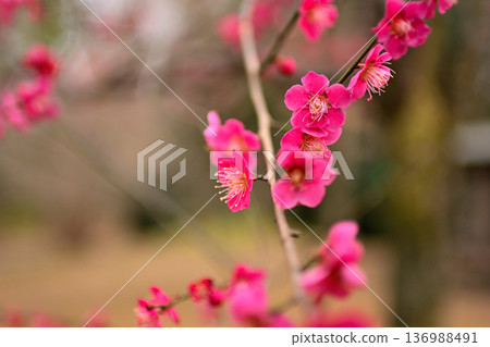 Inokashira Park Red and White Plum Blossoms Early Spring 136988491