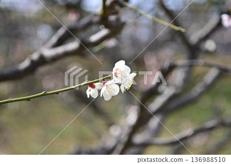 光籠罩下的白色梅花,自然的散景效果 光籠罩下的白色梅花,自然的散景效果 136988510
