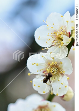 一隻馬蠅飛向一朵白梅花,吸食花蜜的特寫鏡頭 一隻馬蠅飛向一朵白梅花,吸食花蜜的特寫鏡頭 136988512