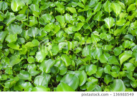 生長茂密的水生植物，鳳眼蓮 136988549