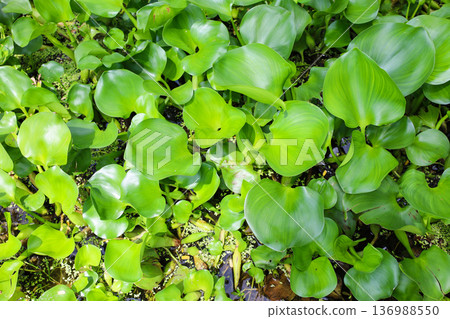 Densely growing aquatic plants, water hyacinth 136988550