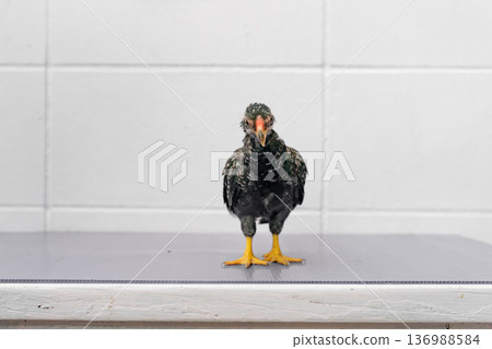 Black Chick is standing on purple gray table in outdoor light. 136988584