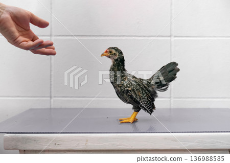 Black Chick is standing on purple gray table in outdoor light. Black Chick is standing on purple gray table in outdoor light. 136988585