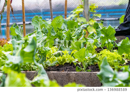 Veggies with green leaves and russet vegetables The leaves have wavy edges. with brief succulent stalks. Veggies with green leaves and russet vegetables The leaves have wavy edges. with brief succulent stalks. 136988589