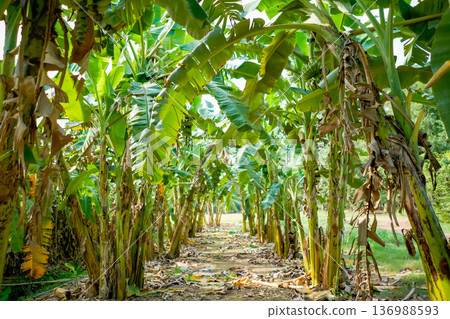 A real organic banana farm, a lot of Banana trees which have been arranged in a row under the afternoon sunshine. 136988593