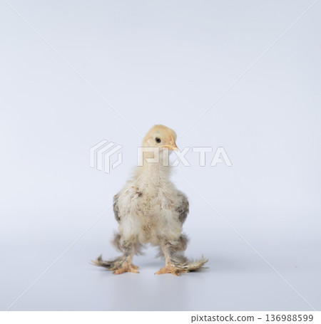 Portrait of cute baby chick Cochin on white background. Mini Cochin chicken has a small round shape and has feathers on its feet. Portrait of cute baby chick Cochin on white background. Mini Cochin chicken has a small round shape and has feathers on its feet. 136988599