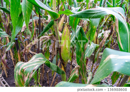 Purple corn or purple maize ready for harvest on blurry corn field background. Front view of organic sweet purple corn. Macro purple corn in garden. Purple corn or purple maize ready for harvest on blurry corn field background. Front view of organic sweet purple corn. Macro purple corn in garden. 136988608
