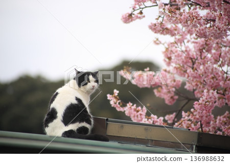 A cute Nora good cat I saw on a trip 136988632