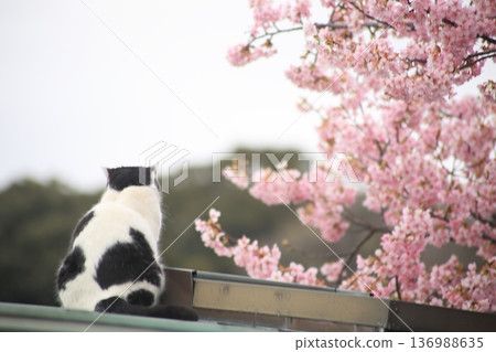 A cute Nora good cat I saw on a trip A cute Nora good cat I saw on a trip 136988635