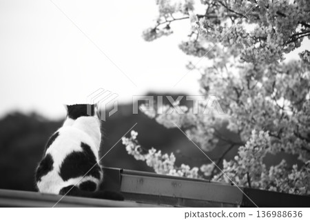 A cute Nora good cat I saw on a trip A cute Nora good cat I saw on a trip 136988636