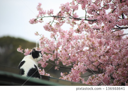Scenery with cats and cherry blossoms Scenery with cats and cherry blossoms 136988641