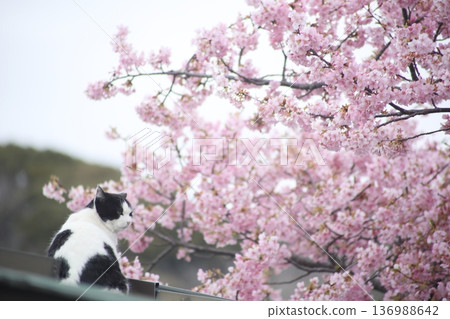 一隻貓抬頭 136988642