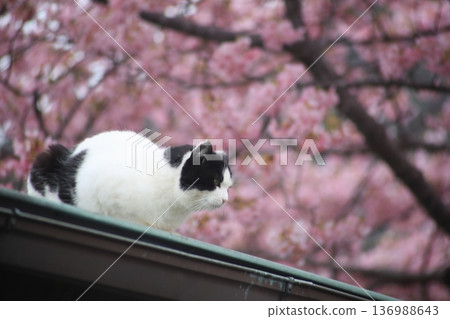 A cute Nora good cat I saw on a trip A cute Nora good cat I saw on a trip 136988643