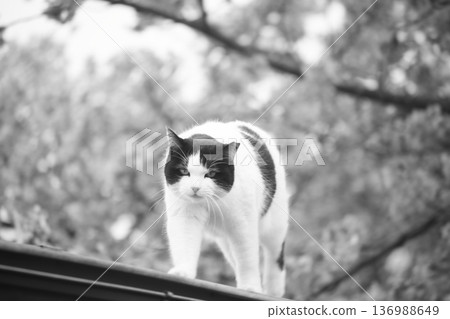 貓咪凝望著櫻桃樹 136988649