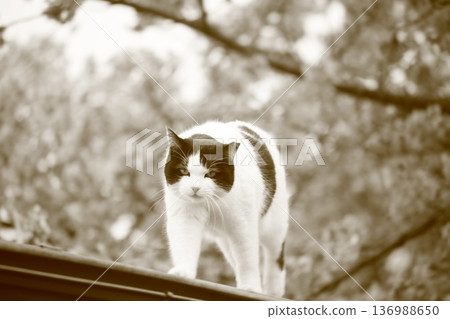 我在旅行中看到的一隻可愛的諾拉好貓 136988650