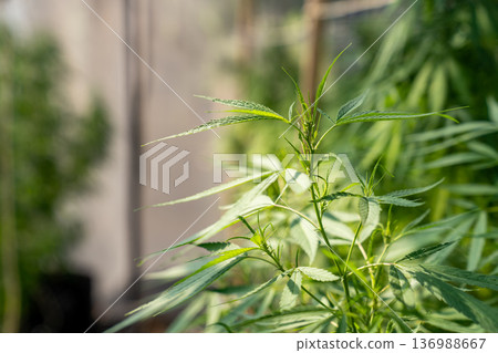 A lush marijuana plant  with stem and leaves under the sunshine. A herbal plant used for medical purposes to make the medicine. A weed plant for smoking and making drugs. 136988667