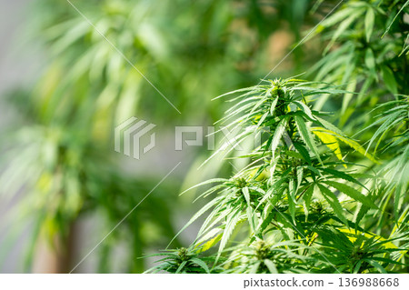 A lush marijuana plant  with stem and leaves under the sunshine. A herbal plant used for medical purposes to make the medicine. A weed plant for smoking and making drugs. 136988668