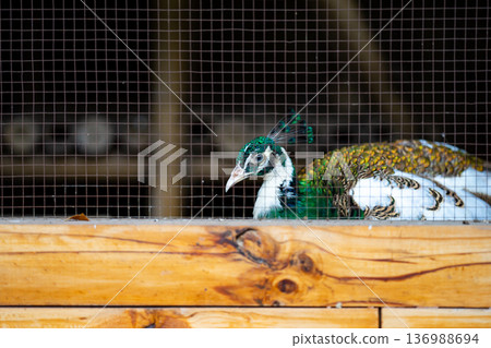 bright peacock head is a stunning sight to behold. The vibrant colors and intricate details of the feathers are clearly visible, showcasing the beauty and majesty of this stunning bird 136988694