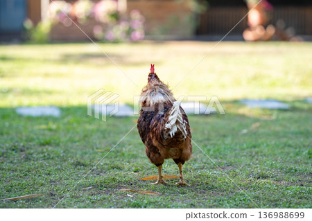backside A brown Rhode Island Red half Australian chicken stands in a field of grass in the shadow of a tree. It takes an action long neck ready to crowing. 136988699