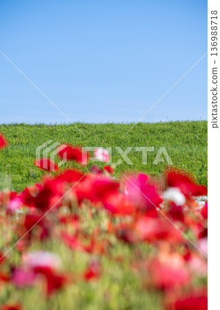 A spring image of a poppy field in full bloom and blue skies A spring image of a poppy field in full bloom and blue skies 136988718
