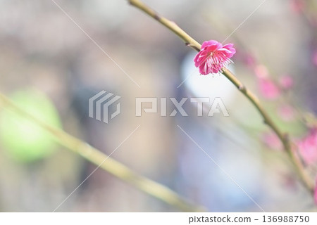 An impressive shot of a single red plum blossom at the end of a branch An impressive shot of a single red plum blossom at the end of a branch 136988750