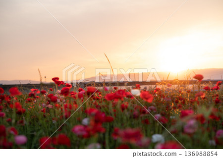A poppy field in full bloom illuminated by the setting sun A poppy field in full bloom illuminated by the setting sun 136988854