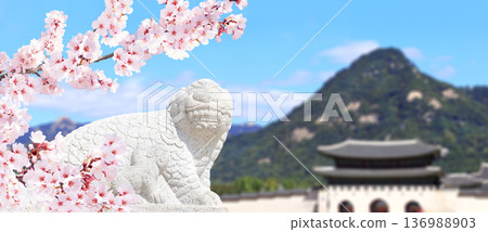 Sakura blossoming spring season. Horizontal banner with branch of blooming sakura, stone statue of mythical creature and ancient pavilion, Gyeongbokgung palace complex, Seoul, South Korea 136988903