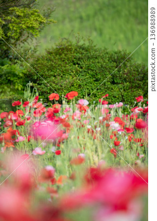 Poppy fields in full bloom - spring image Poppy fields in full bloom - spring image 136988989