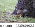 咀嚼松果的蝦夷松鼠 136989028