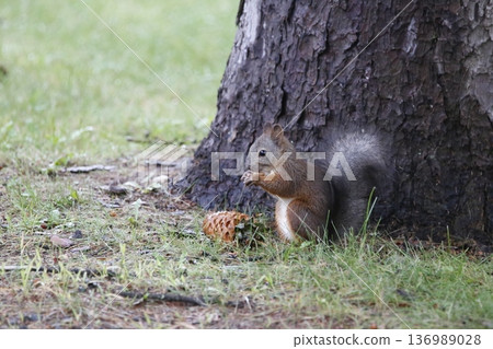 咀嚼松果的蝦夷松鼠 136989028